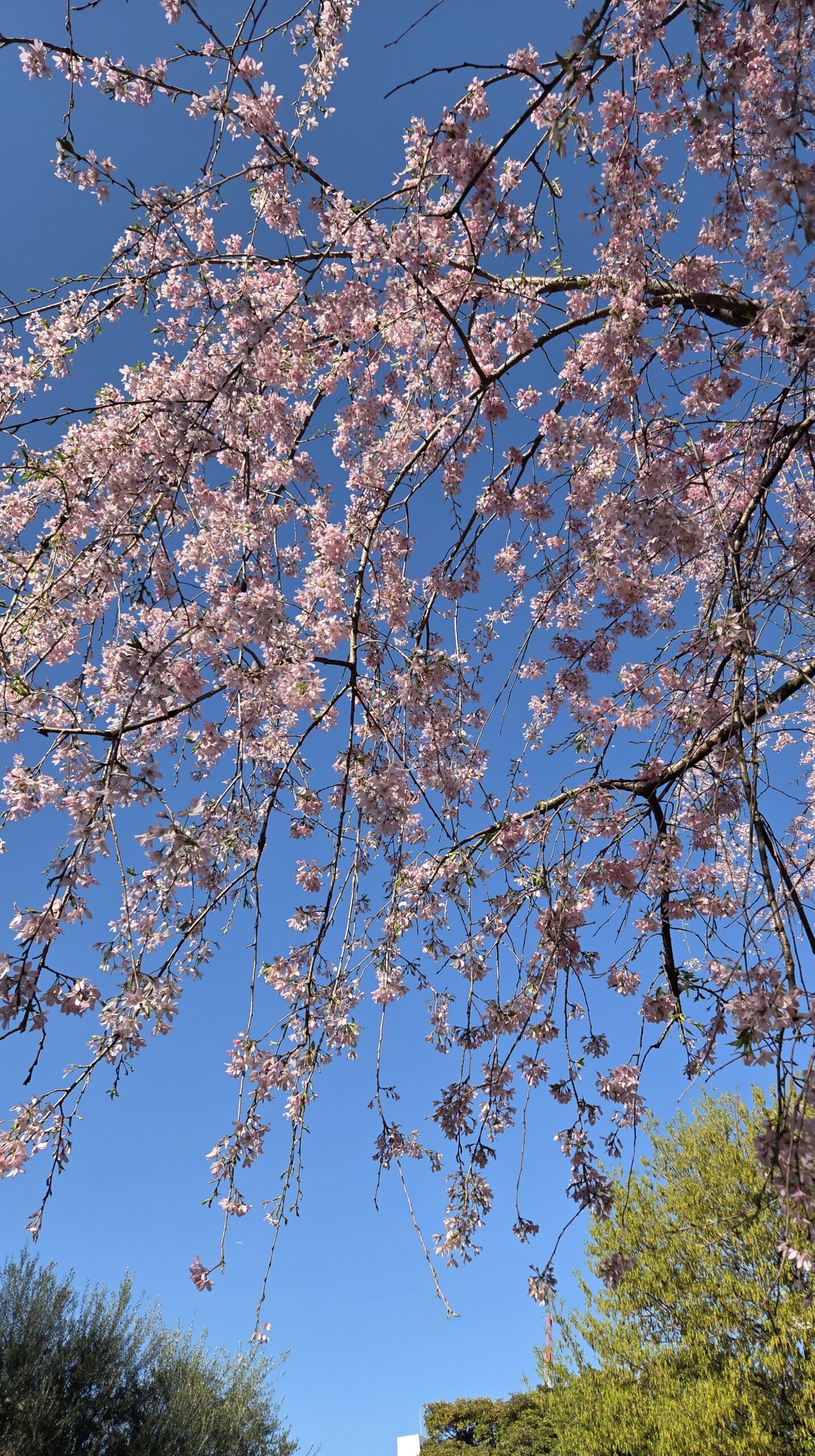 ☆GW期間の営業について☆白金台・爪を育てるネイルサロンリヒロ☆